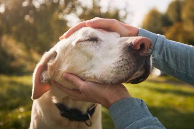 Senior Pet Adoption: Why Older Animals Make the Best Companions.