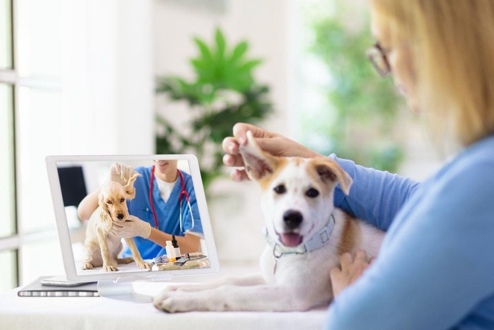 Virtual Vet Visits: Are Online Consultations Reliable?