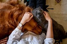 Pets and Mental Health: The Science Behind Emotional Healing.